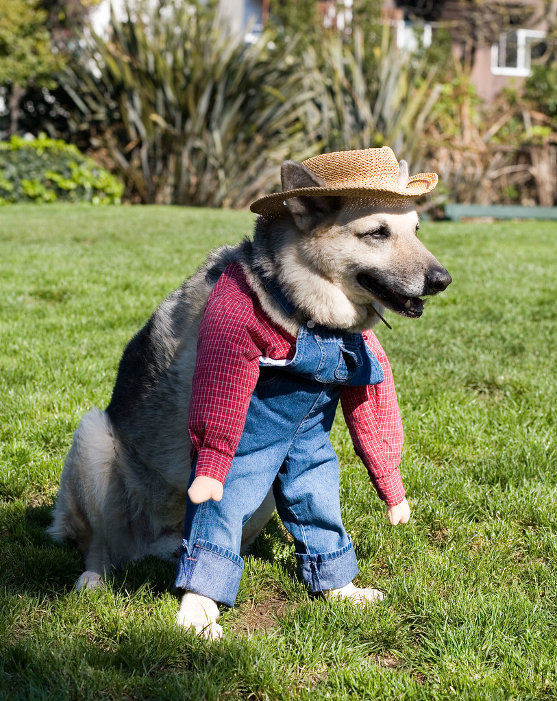 Farmer Dog by Derek Powazek on Flikr